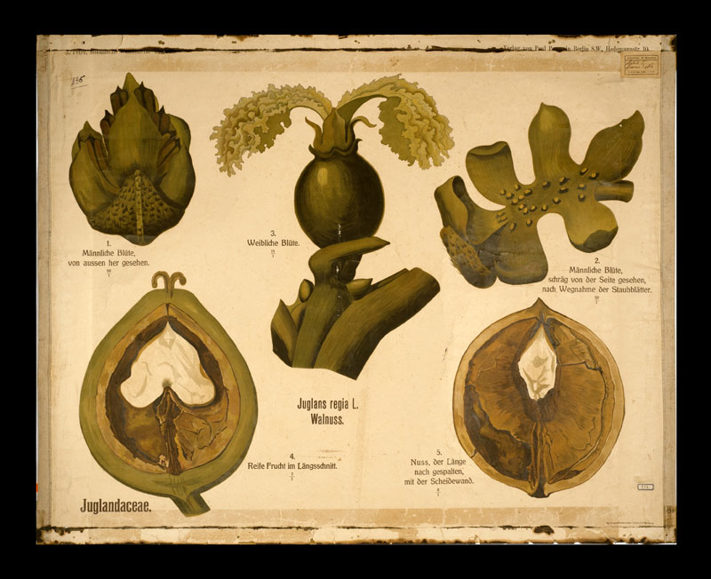 Tafel 56 Juglandaceae